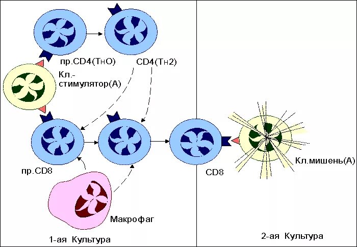 Обратимая реакция 1 порядка. Реакция смешанных лимфоцитов. Предшественники т лимфоцитов. Смешанная реакция. Чистая и смешанная культура.
