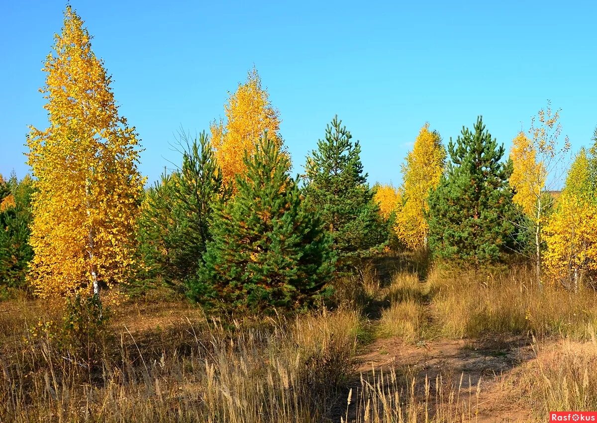 мелколесье лес. мелколесье. есенина. земля екатеринбург. пасмурная осень в деревне.