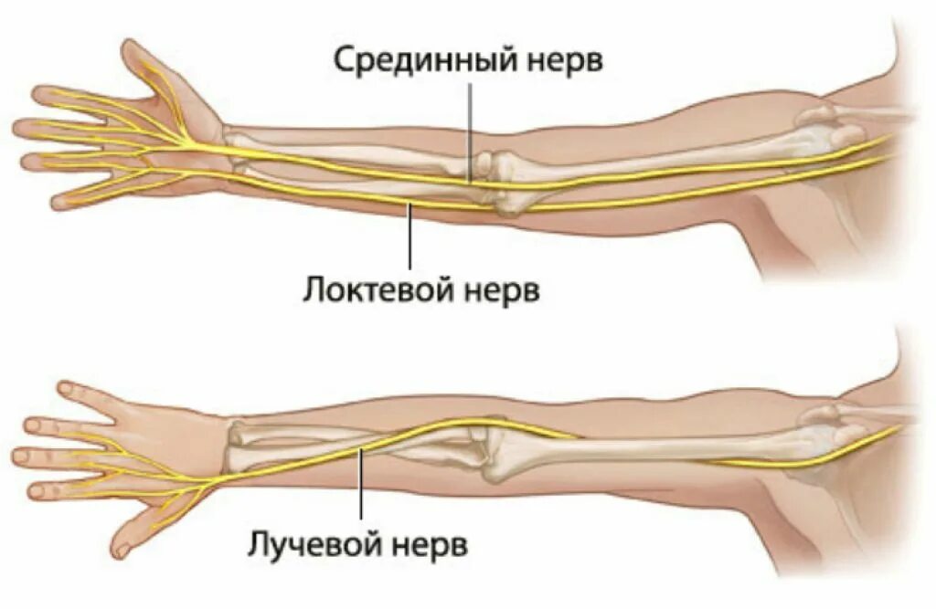 Лучевой локтевой нерв защемление. Невропатия лучевого нерва анатомия. Локтевой нерв в локтевом суставе. Срединный локтевой лучевой нерв анатомия.