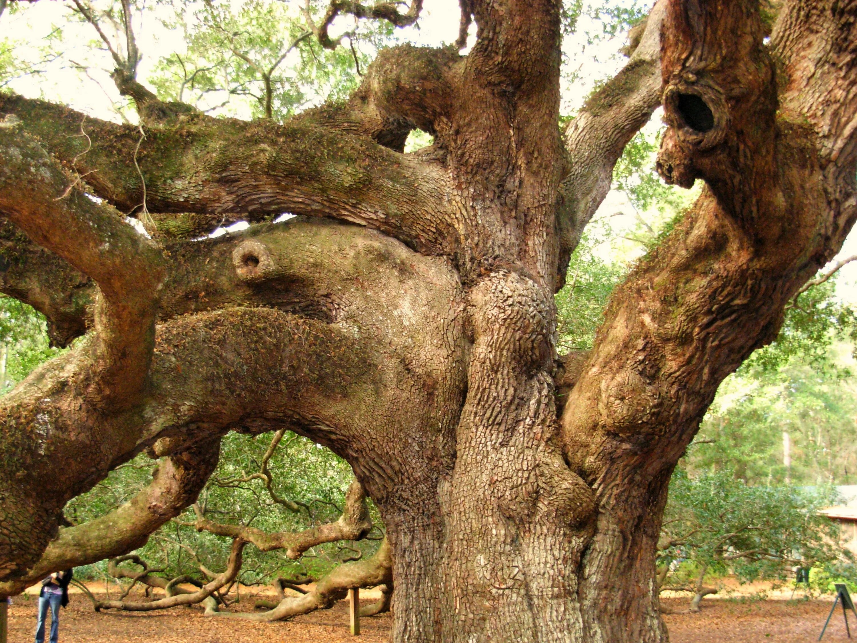 додонский дуб. дуб самое. дуб самое. дуб самое. Bowthorpe oak.