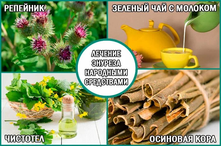 Киста почек у женщин лечение народными