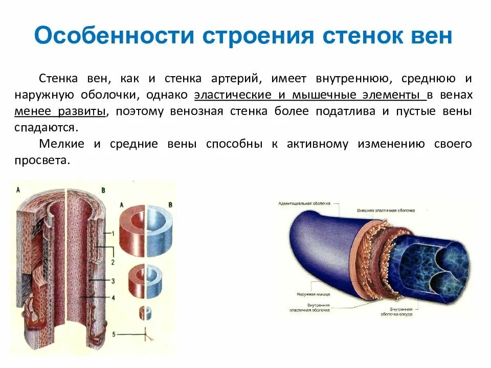 Строение вены рисунок. Структура стенки венозного сосуда. Вена строение стенки. Характеристика строения стенок вен.