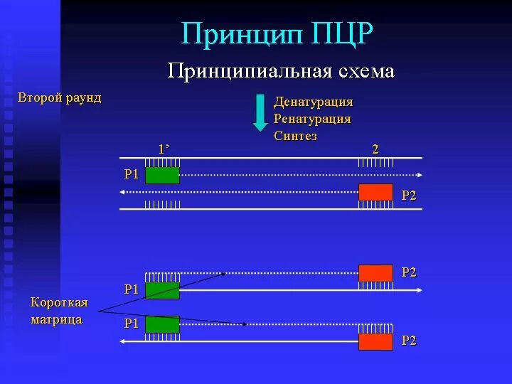 Полимеразная цепная реакция результат