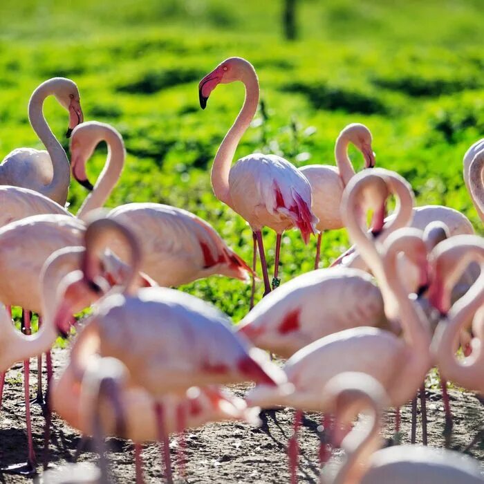 жив мир франции. фауна франции. жив мир франции. растительный и животный мир италии. парк пиренеи во франции животные.