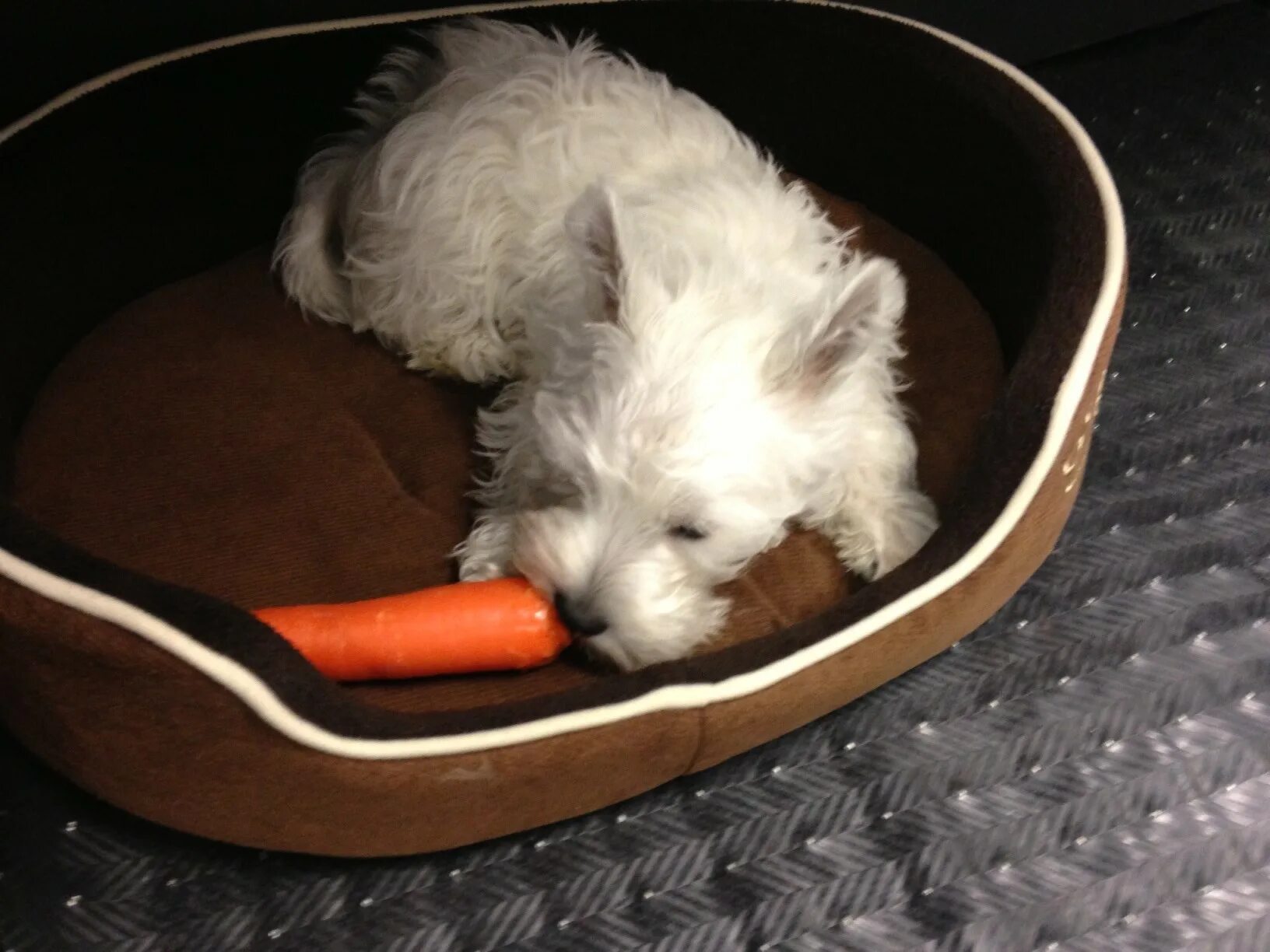 Игрушка для животных. Ешь терьер. Собака с дыней. Собака ест морковку.