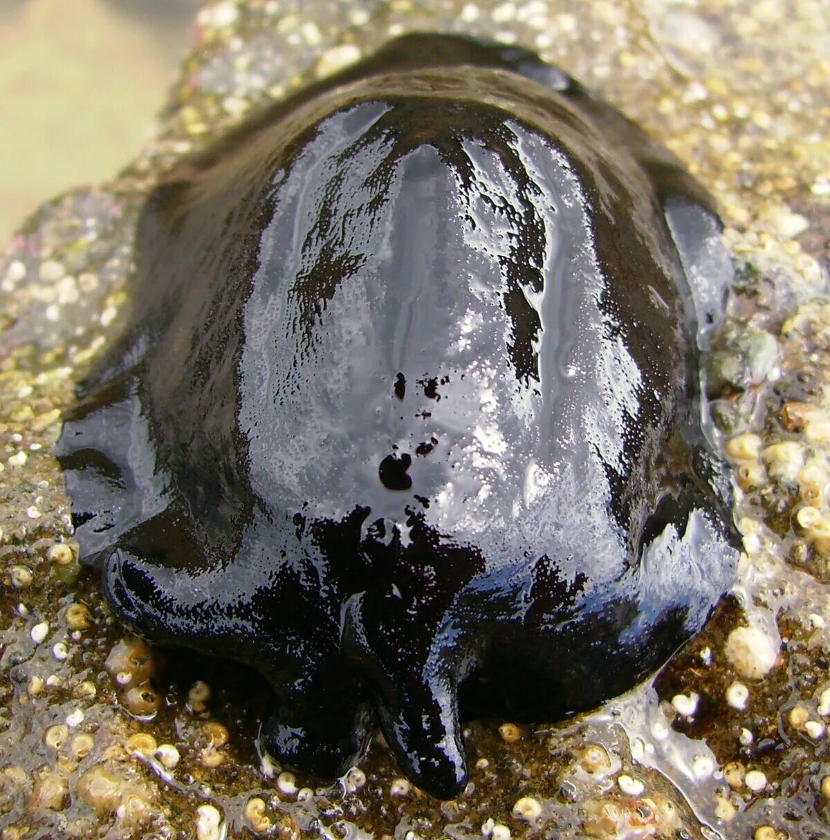 Скутус. Scutus Unguis. Морской заяц моллюск черный. Скутус черный (голожаберные моллюски), m /Scutus Unguis (Black Limpet). Черный морской заяц