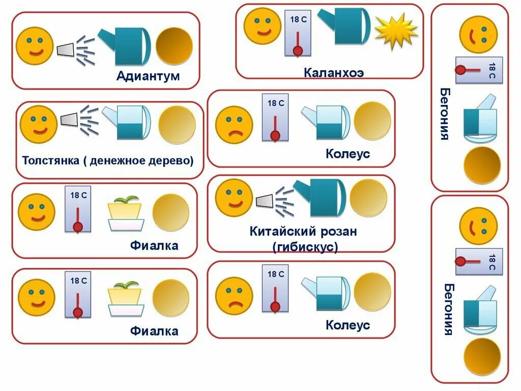 Уход за растениями в старшей группе