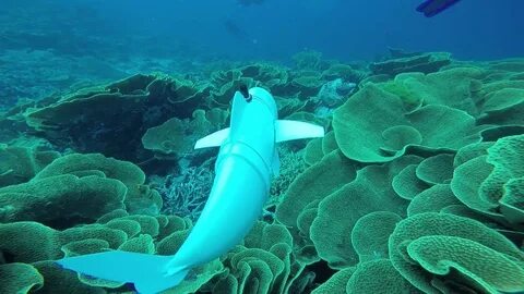 Исследователь морских глубин 8 букв сканворд