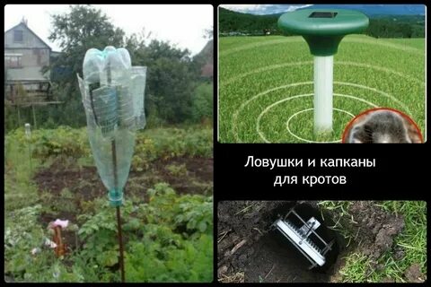 Как избавиться от кротов и землероек
