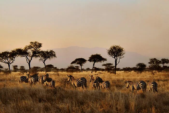 Проект национального парка танзании. Национальный парк в Танзании 7 класс. Парк Джангл в Танзании. Нац парк Танзании проект. Проект национальный парк в Танзании.