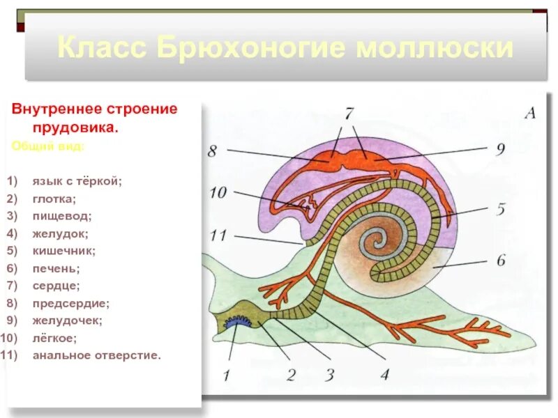 Моллюски общее строение. Брюхоногие моллюски строение. Внешнее строение виноградной улитки. Внутреннее строение обыкновенного прудовика. Строение раковины виноградной улитки.