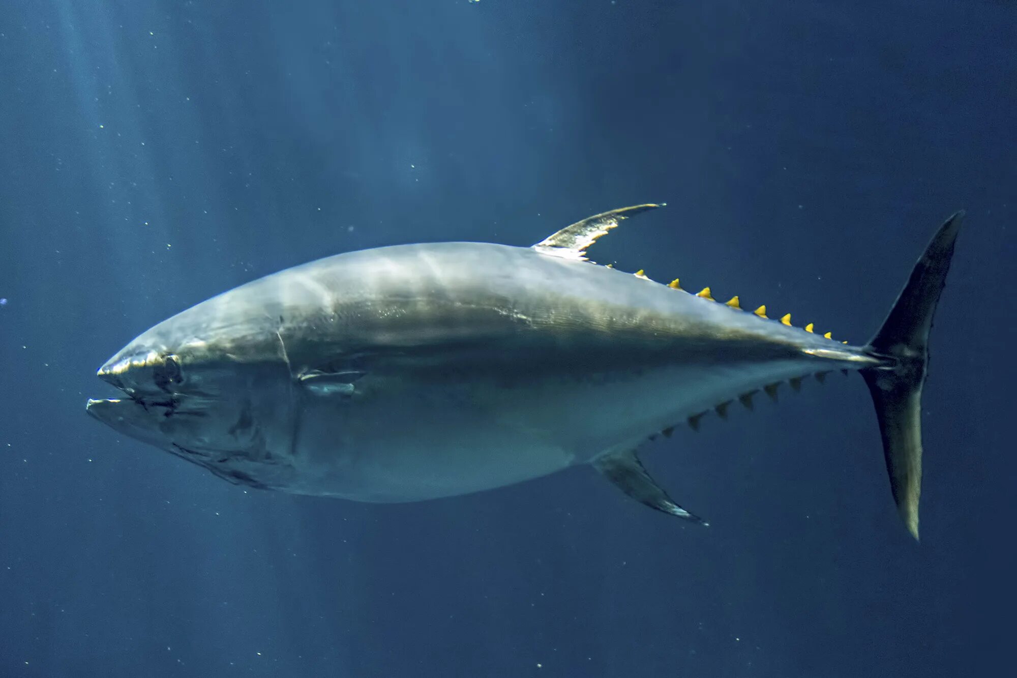 Желтопёрый тунец. Синепёрый тунец. Большеглазый тунец. Обыкновенный тунец.