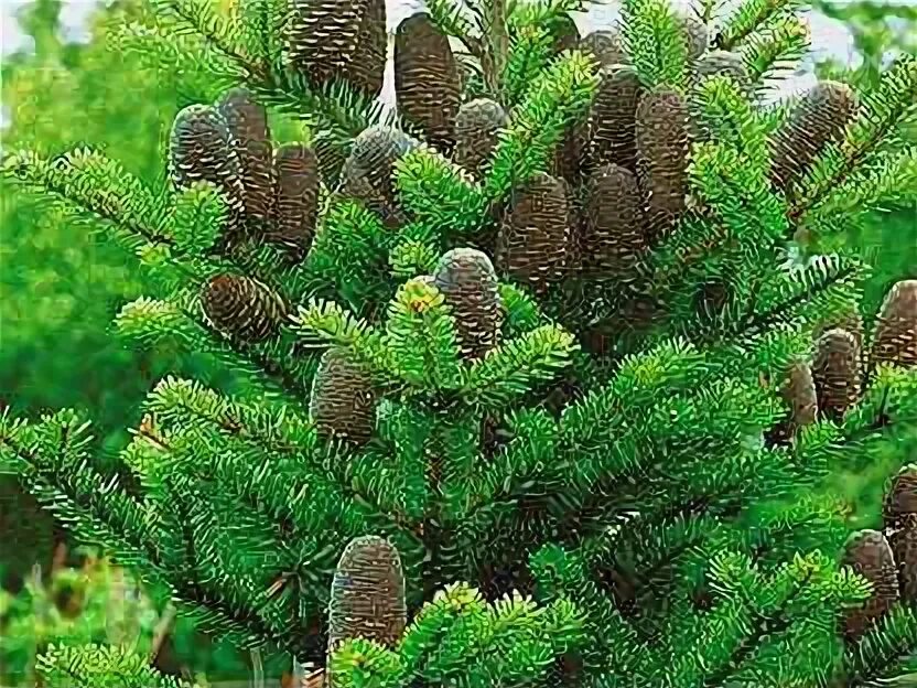 Семена пихты корейской. Пихта корейская семена. Пихта корейская тундра. Семена пихты корейской. Пихта корейская молли (molli).