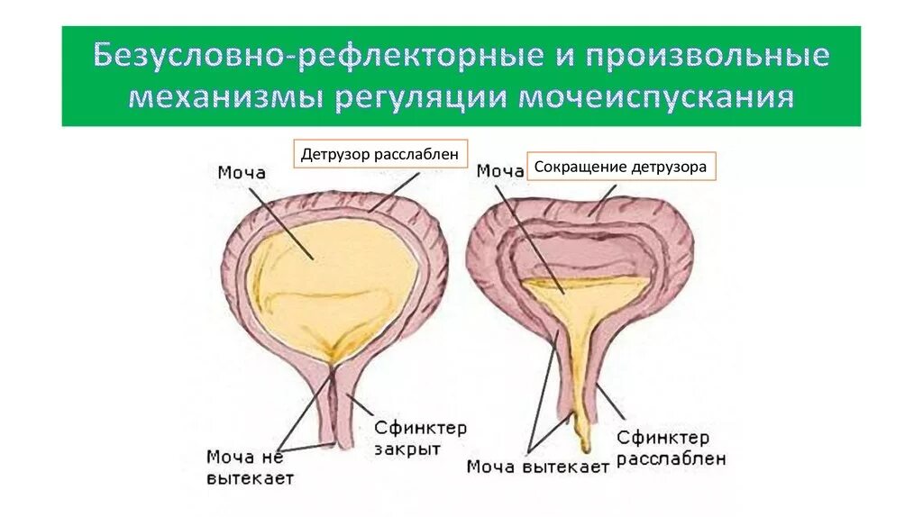 После мочевого. Детрузор мочевого пузыря это. Механизм произвольного акта мочеиспускания. Механизм мочеиспускания схема. Механизм произвольной регуляции мочеиспускания.