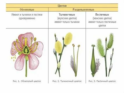 Женский цветок схема