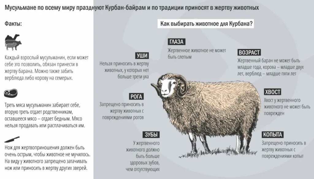 У барана спереди у араба. Праздник жертвоприношения Курбан байрам 2020. Жертвоприношение барана на Курбан. Жертвоприношение барана в Исламе. Возраст барана для жертвоприношения на Курбан байрам.