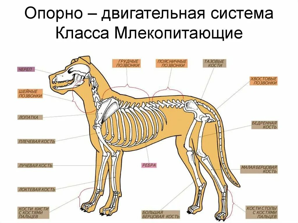 Особенности строения зверей. Млекопитающие строение опорно двигател Ной системы. Опорно двигательная система млекопитающих. Опорно двигательная система скелет собаки. Опорно двигательная система млекопитающих 7 класс.