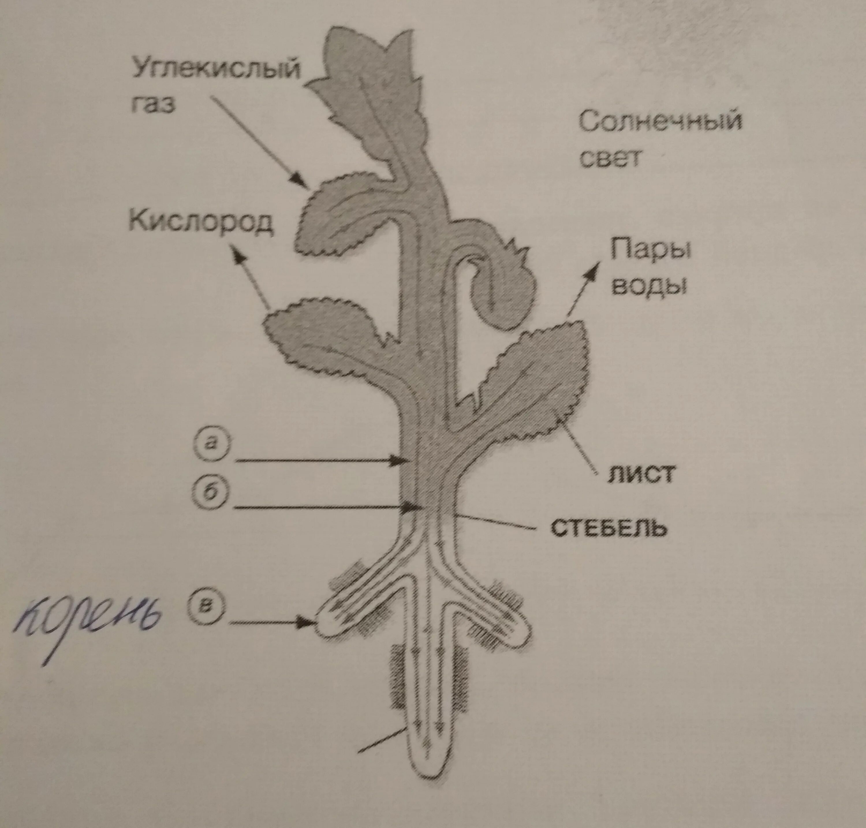 Какую функцию выполняют сосуды у растений 2.2. Строение корня сосуды. Схема строения сосудов растения. Сосуды растения схема. Ситовидные трубки схема.