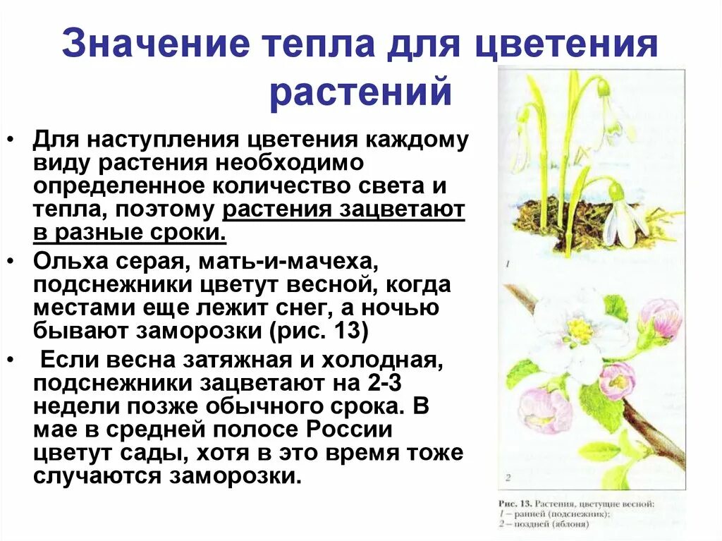 Что значит зацветать. Значение тепла для растений. Тепло в жизни растений. Значение цветения для растений. Процесс цветения растений.