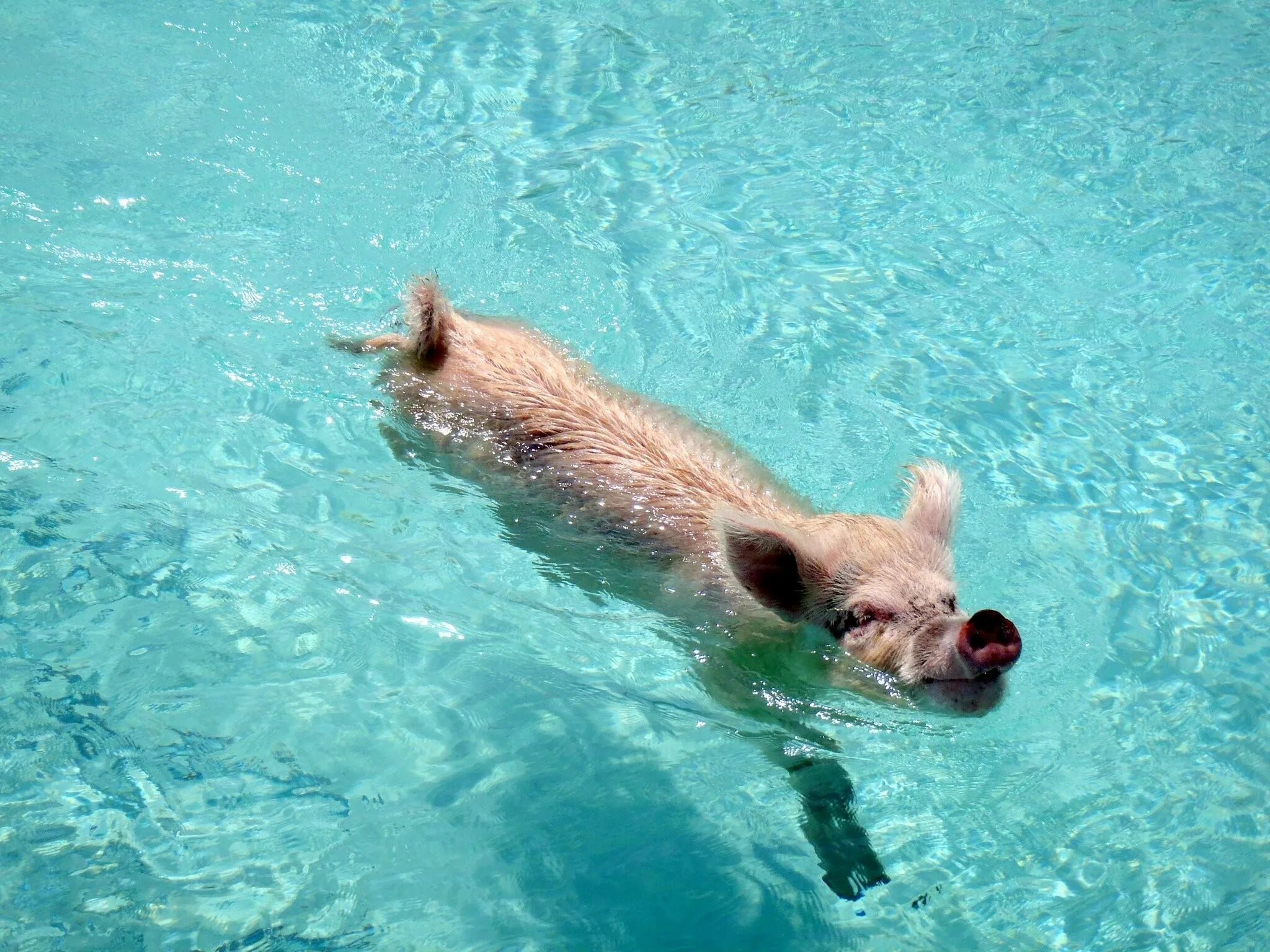 Свинка плавает. Водоплавающие свиньи Багамы. Свинья в бассейне. Хрюшка купается. Свинья плывет.