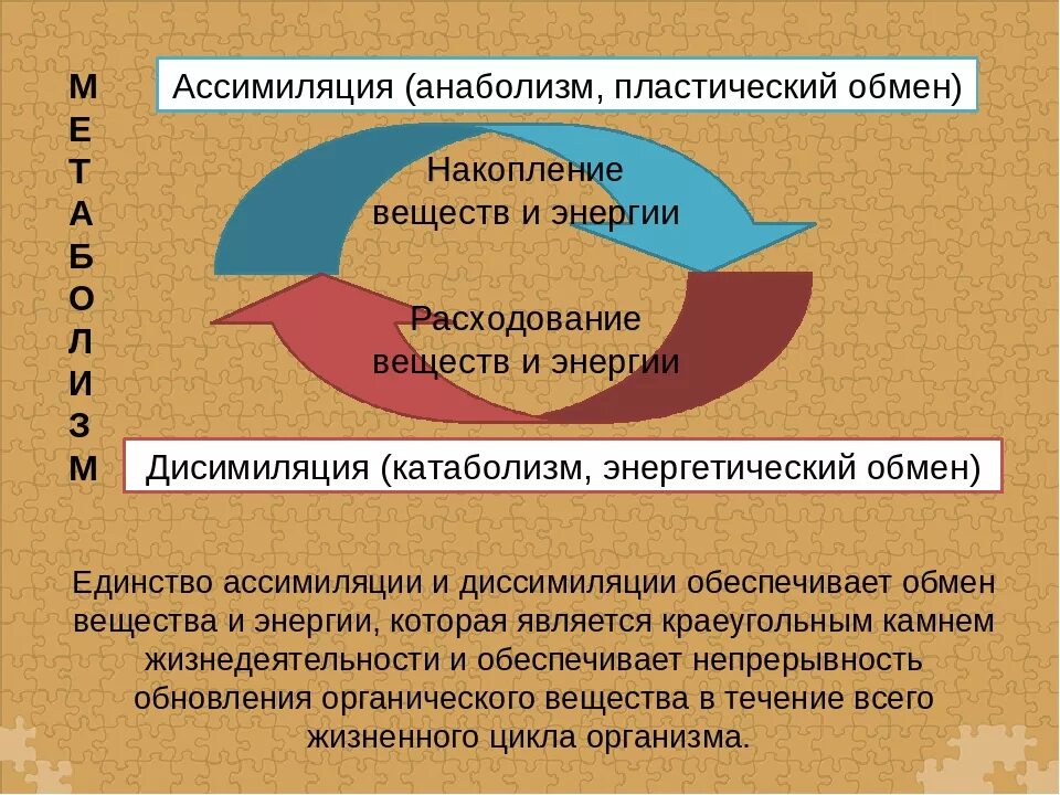 Ассимиляция и диссимиляция. Ассимиляция и диссимиляция метаболизм. Процессы обмена веществ ассимиляция и диссимиляция. Единство ассимиляции и диссимиляции.