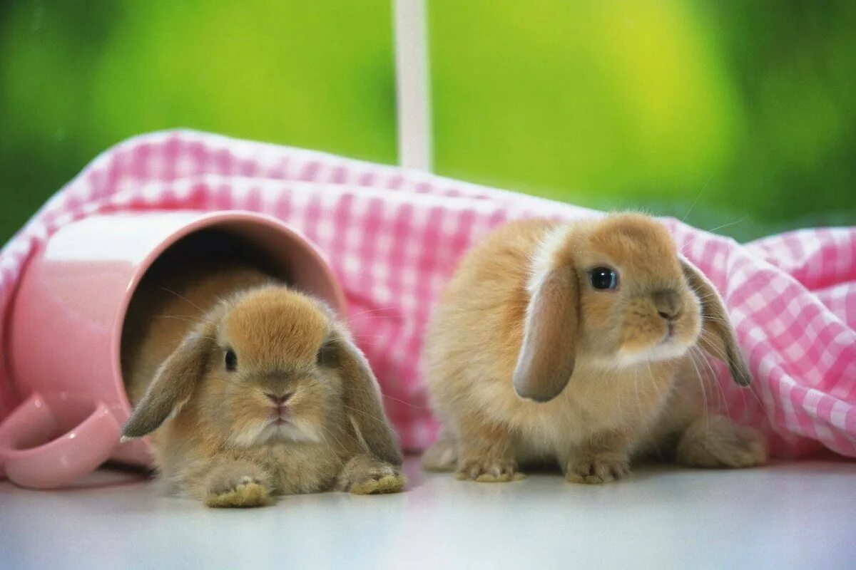 Зайки открыть. Вислоухий кролик декоративный. Красивый кролик. Милые кролики. Милый кролик.
