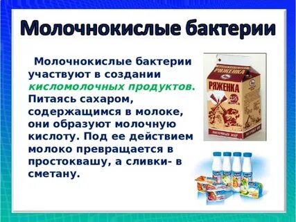 Сахар бактерий