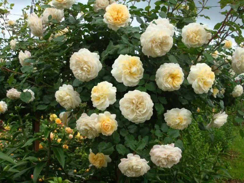 CROCUS ROSE - RoseCatalog.ru