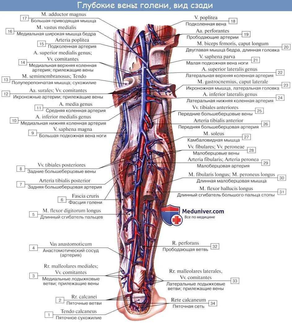 Самая большая вена как называется у человека. Задняя большеберцовая артерия схема. Большеберцовая и малоберцовая артерии. Малоберцовая артерия (a. Fibularis):. Подколенная артерия анатомия ветви.