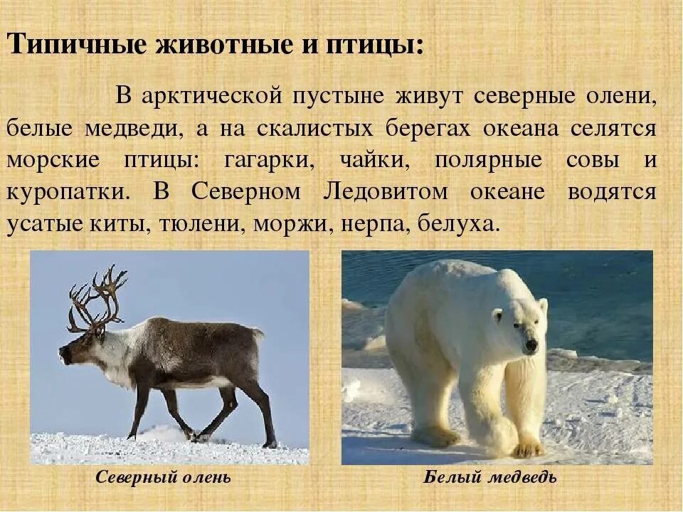 Арктическая пустыня типичные животные. Животные которые обитают в зоне арктических пустынь. Животные обитающие в арктической пустыне. Животные которые обитают в арктических пустынях