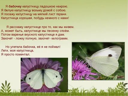 Бабочка все слова