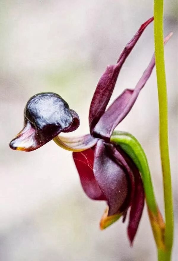 Funning flowers. Орхидея Калания. Орхидея «летящая уточка» (Caleana Major). Орхидея Caleana Major. Хары Бюльбюль.