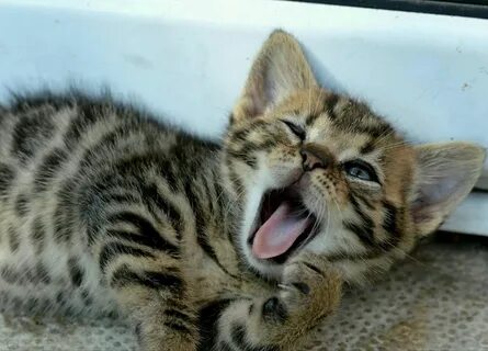Самое смешное про котят