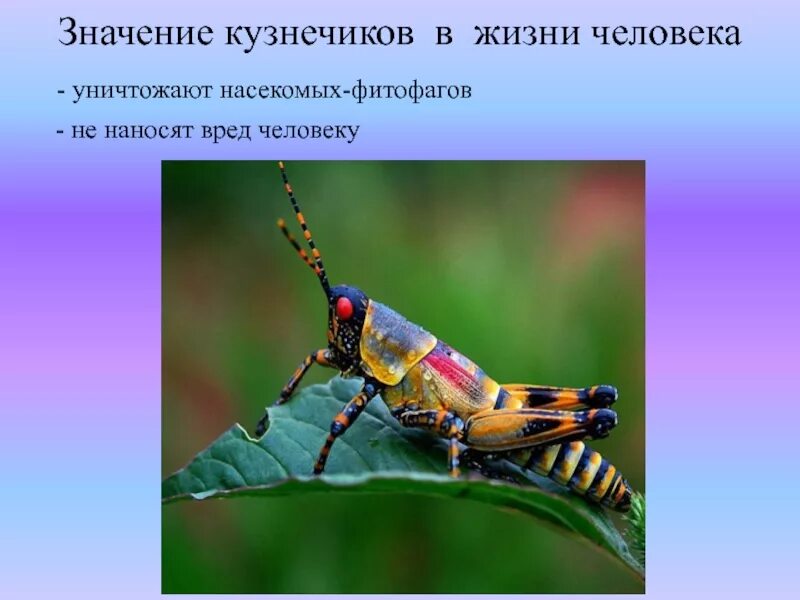 Роль кузнечиков в природе. Интересные факты о Кузнечиках. Полезные насекомые кузнечик. Насекомые фитофаги. Что обозначает каждое слово стол кузнечик