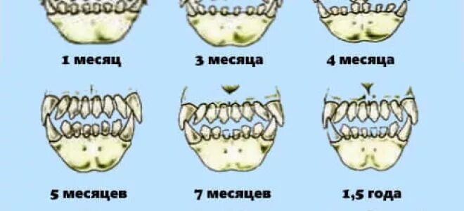 Зубная формула собаки, в каком возрасте у щенка меняются молочные зубы, симптомы
