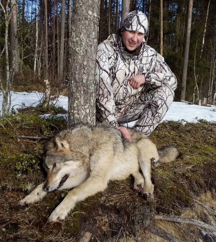 охота на волка в карелии. волки в карелии большие волки. охота на волка в карелии. карельский волк. охота на волка в карелии.