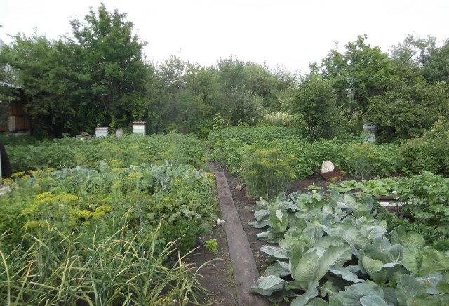 дача краснотурьинск. коллективный сад цру. снт 15 леба нижний тагил сад. сады шахтер. посёлок загородный г краснотурьинск.