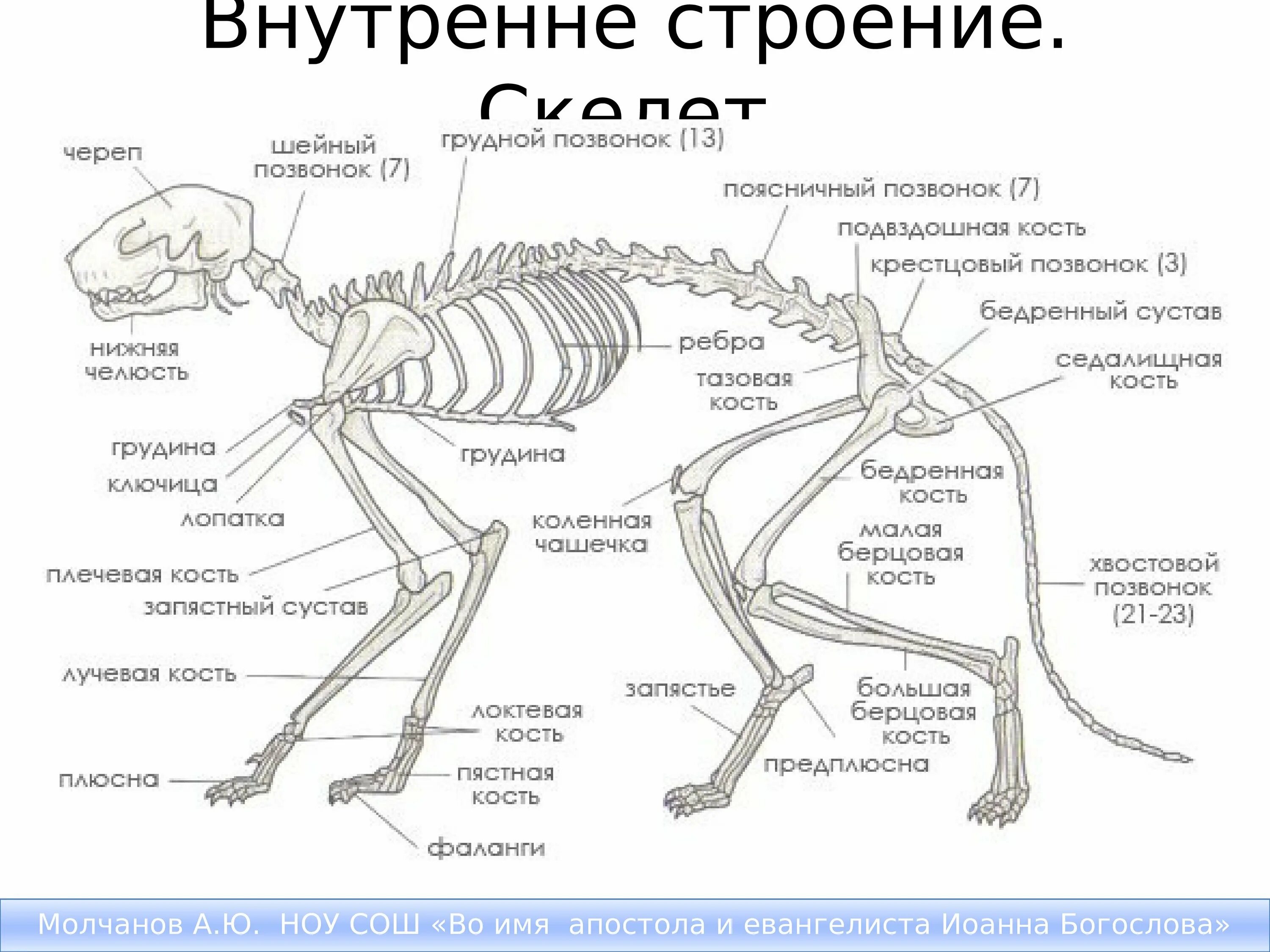 Скелет кошки с названием костей. Скелет кота с названием костей. Строение скелета млекопитающих. Скелет кошки с описанием костей.