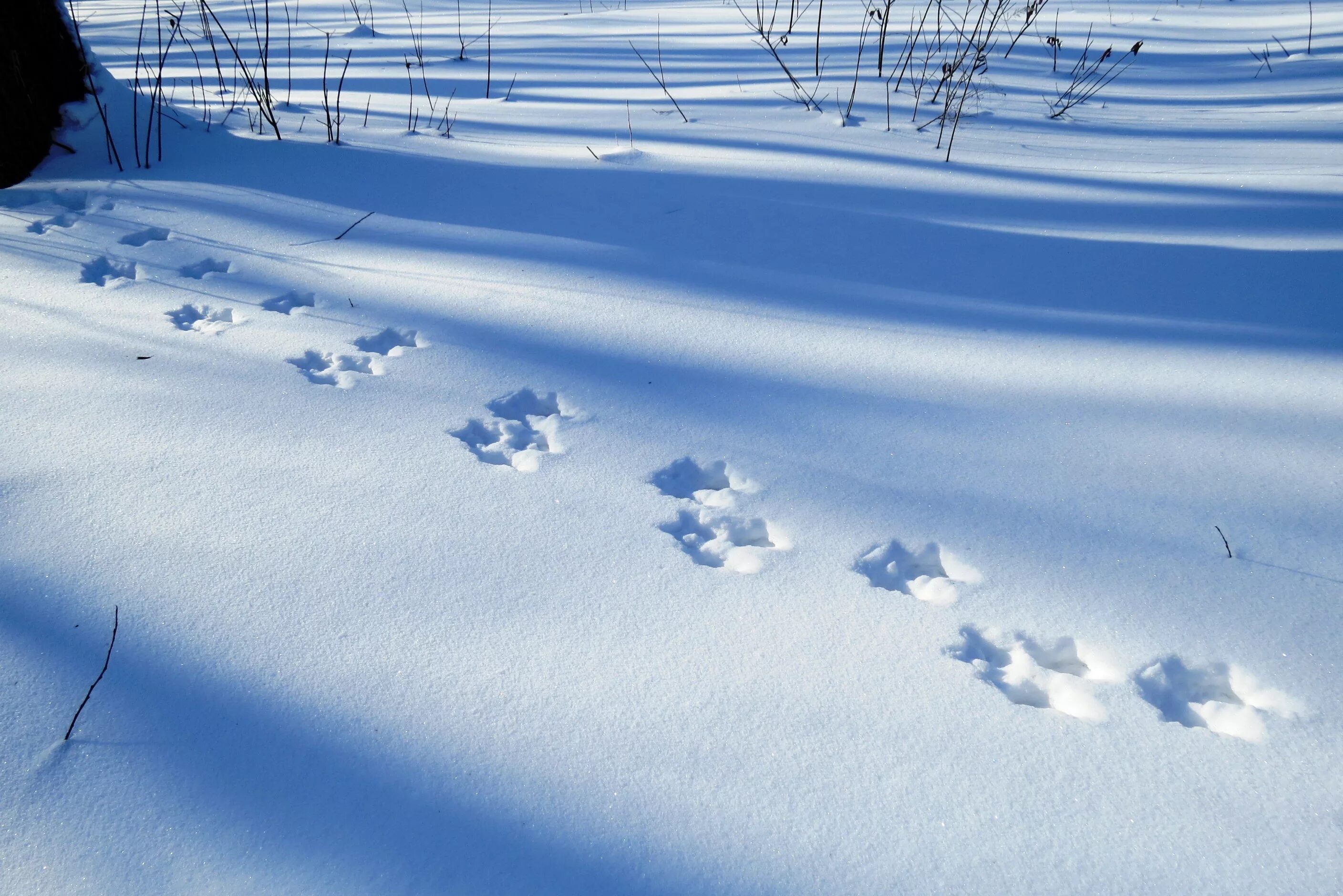Следы животных в лесу зимой. Следы зверей на снегу. Следы зимой на снегу животных. Зимние следы. Зимний лес со следами зверей.