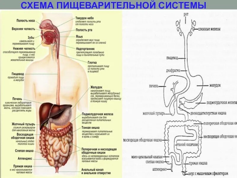 Строение пищеварительной человека. Органы пищеварительной системы система анатомия. отделы пищеварительной системы схема. схема строения пищеварительного тракта. схема строения органов пищеварения.