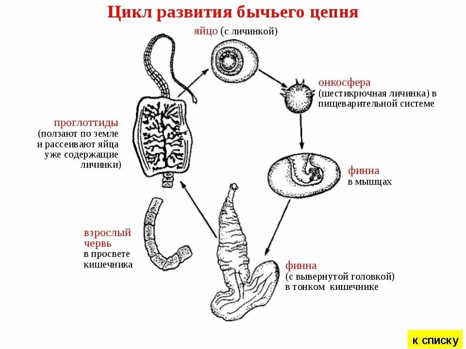 Половое размножение червей паразитов происходит