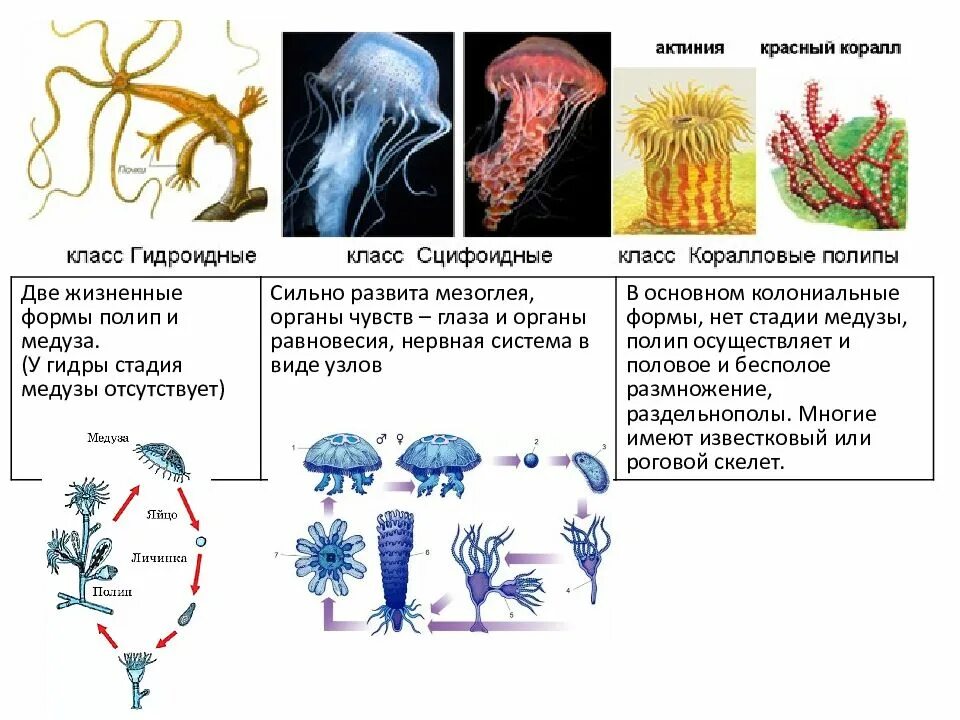 Многообразие кишечнополостных. Гидра Кишечнополостные медуза. Представители кишечнополостных 7 класс биология. Гидроидные медузы представители. Таблица строение полипа гидры.