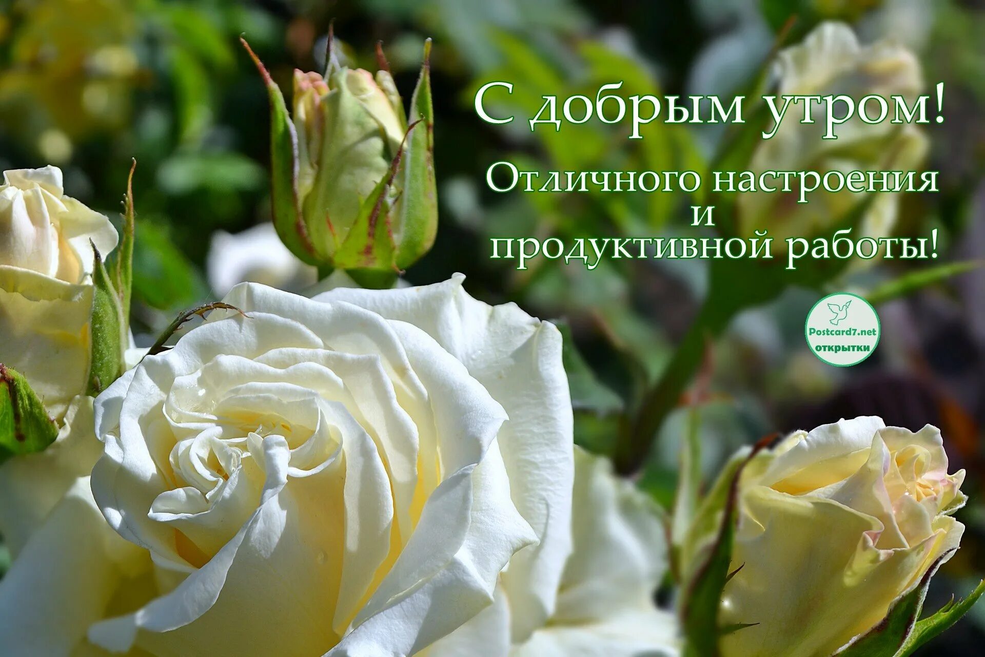 Доброе утро розы надписи. Пожелания с добрым утром с красивыми цветами. Поздравления с добрым утром цветы. Доброе утро красивые цветы с пожеланиями. Красивые розы с пожеланиями доброго утра.