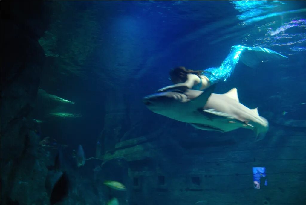 Русалка в океанариуме. Океанариум Sochi Discovery World Aquarium. Сочи Дискавери ворлд аквариум. Сочи океанариум шоу русалок. Сочи океанариум Дискавери ворлд русалки.