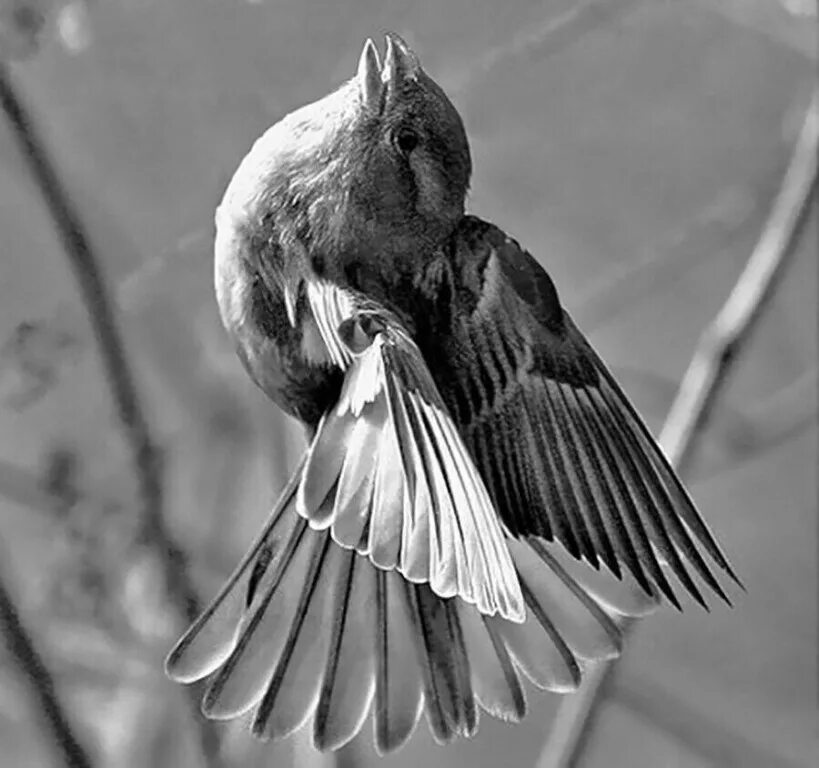 O bird. Поющие в терновнике птица. Птица в терновнике Легенда. Птица в терновнике. Птица с шипом терновника.