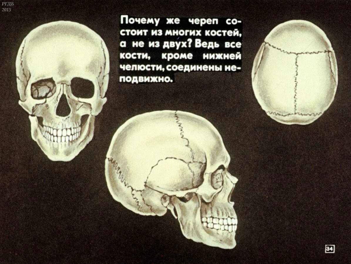Все кости черепа соединены друг с другом. Неподвижное соединение костей черепа. Соединение костей черепа 8 класс.