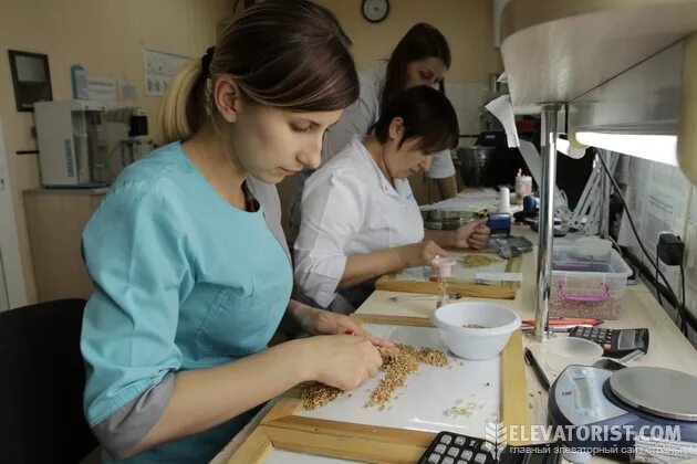 Лаборант зерновых. Лаборатория зерна. лаборант зерна. экспертиза зерна.