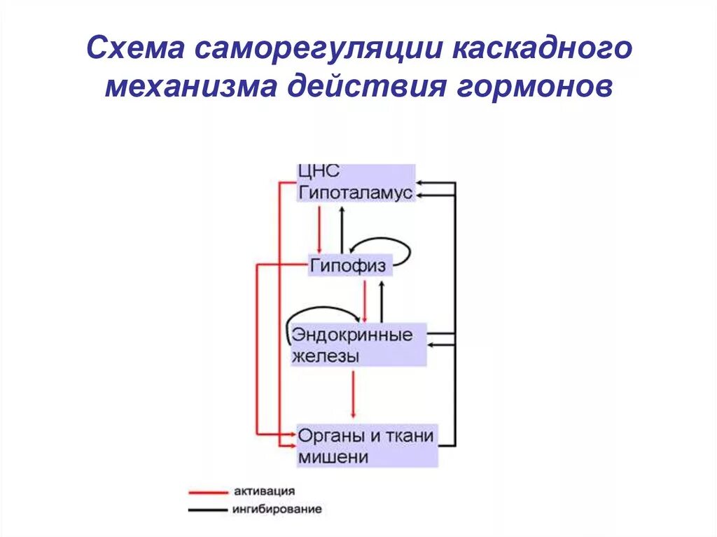 Механизм саморегуляции в эндокринной системе. Схема действия гормонов. Механизм действия гормонов схема. Общий механизм действия гормонов схема.