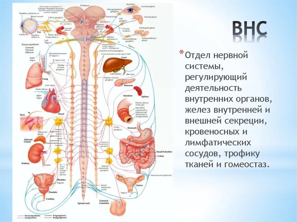 Вегетативная НС анатомия. Вегетативная нервная система рисунок анатомия. Вегетативная нервная система Рохлов. Автономная вегетативная нервная система регулирует. Вегетативная нервная система конспект