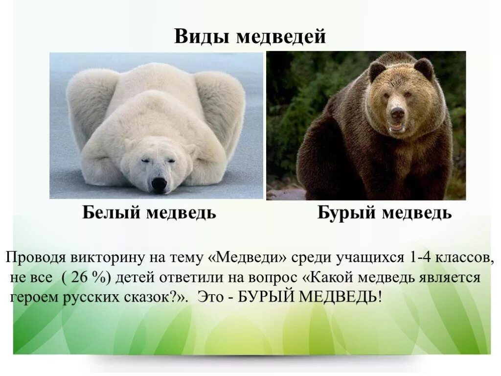 Бурый медведь критерии видов. Презентация на тему медведь. форма тела медведя. проект на тему медведь. виды медведи слайд.